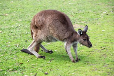 Kanguru Adası Kangurusu 'nun göbeğinin altında beyaz, kahverengi bir vücudu vardır. Ayrıca siyah ayakları ve pençeleri var.