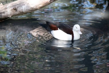 Radjah Shelduck beyaz ve göğsünde kestane bandı var. Kanat uçları, sırtı, kıçı ve kuyruğu siyahtır. Pembe bacakları, ayakları ve gagası olan beyaz bir gözü var..