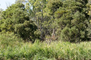 Bu, yağmurdan sonra Avustralya kırsalının bir görüntüsü.
