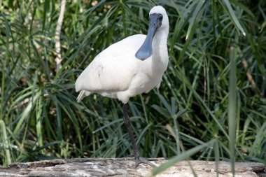 Kraliyet kaşığı kaşığa benzeyen siyah gagalı büyük beyaz bir deniz kuşudur..