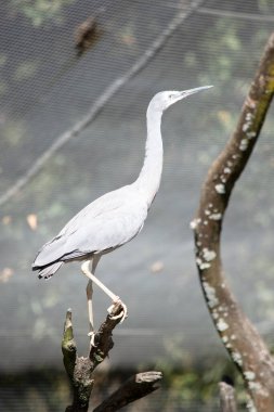 Beyaz yüzlü balıkçıl, çoğunlukla mavi-gri tüylü orta büyüklükte bir balıkçıl türüdür. Yüzünde ve boynunun önünde beyazlar var.