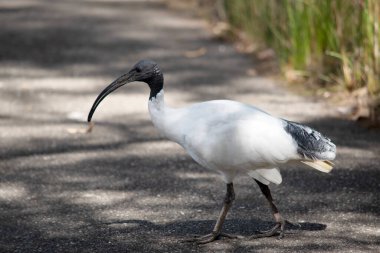 Avustralya Beyaz Ibis, ağırlıklı olarak tüysüz siyah kafa, boyun ve bacaklara sahip beyaz tüylerle karakterize edilir. Gagası da siyah, uzun ve kavisli..