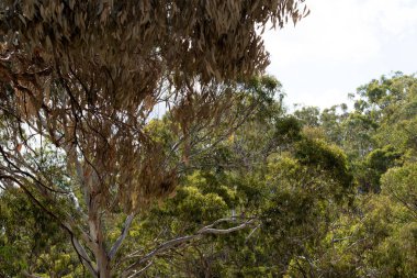 Bu Güney Avustralya 'daki bir Avustralya ormanlık sahnesi.