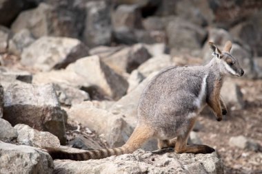 Sarı ayaklı kaya valabisi beyaz yanak çizgisi ve turuncu kulaklarıyla parlak renklidir..