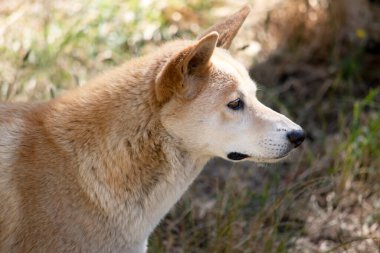 Dingo, Golden Dingo, Wild Dog, Puppy, Young, Litter, Pup, Animal, Australia, Dog, Golden, Killers, Mean, Resting, Vicious, Wild Life, Wolf, Canine, Golden Fur, White Fur, Whiskers, Black Nose, White Fur, White Fur, Memal, Fur