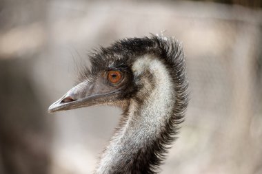 Emus 'lar koyu kahverengiden gri-kahverengi ve siyah uçlu ilkel tüylerle kaplıdır. Emu 'nun boynu mavimsi siyah ve tüysüz..