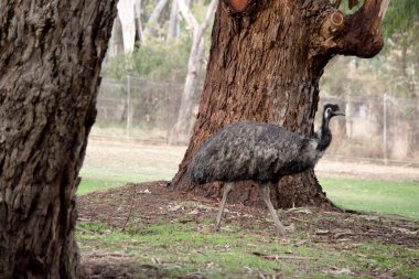 Emus 'lar koyu kahverengiden gri-kahverengi ve siyah uçlu ilkel tüylerle kaplıdır. Emu 'nun boynu mavimsi siyah ve tüysüz..