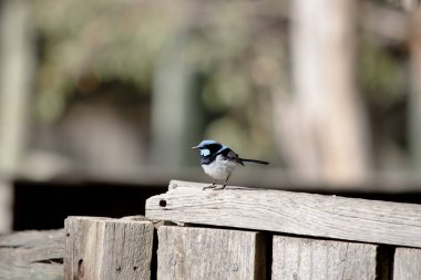 Erkek kırlangıçların boğazında ve üstünde zengin mavi ve siyah tüyleri vardır. Karnı gri-beyaz ve gagası siyah..