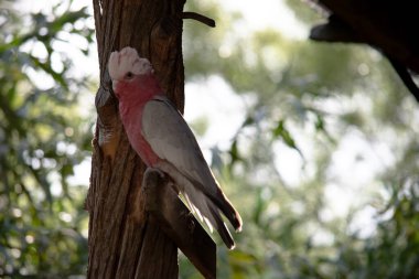 Galah 'ın soluk gri bir sırtı, soluk gri bir poposu, pembe bir yüzü ve göğsü ve açık pembe gezici bir arması vardır. Kemik renginde bir gagası var ve göz halkasının çıplak derisi deriyle kaplanmış..