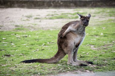 Kanguru Adası Kangurusu 'nun göbeğinin altında beyaz, kahverengi bir vücudu vardır. Ayrıca siyah ayakları ve pençeleri var.