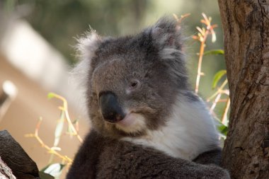 Koala 'nın büyük yuvarlak bir kafası, büyük tüylü kulakları ve büyük siyah bir burnu var. Kürkleri genellikle gri-kahverengidir. Göğsünde, iç kollarında, kulaklarında ve altında beyaz kürkleri vardır..