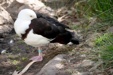 Radjah Shelduck beyaz ve göğsünde kestane bandı var. Kanat uçları, sırtı, kıçı ve kuyruğu siyahtır. Pembe bacakları, ayakları ve gagası olan beyaz bir gözü var..
