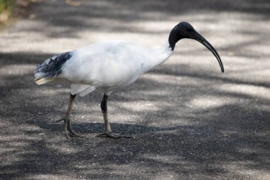 Avustralya Beyaz Ibis, ağırlıklı olarak tüysüz siyah kafa, boyun ve bacaklara sahip beyaz tüylerle karakterize edilir. Gagası da siyah, uzun ve kavisli..
