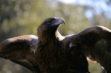 wedge tailed eagle clipart