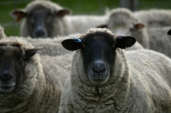 Die schwarzen Schafe — Stockfoto