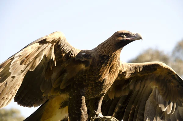 Kama kuyruklu kartal — Stok fotoğraf