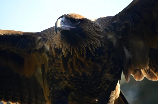 Keilschwanzadler — Stockfoto