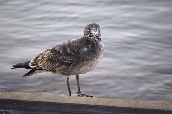 Young pacific gull — Stock Photo, Image