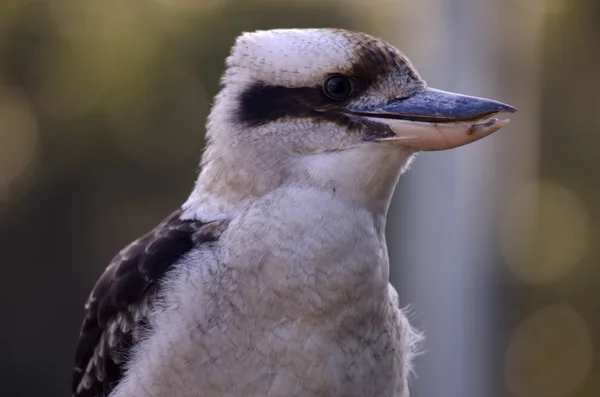 Kant weergave lachen kookaburra — Stockfoto