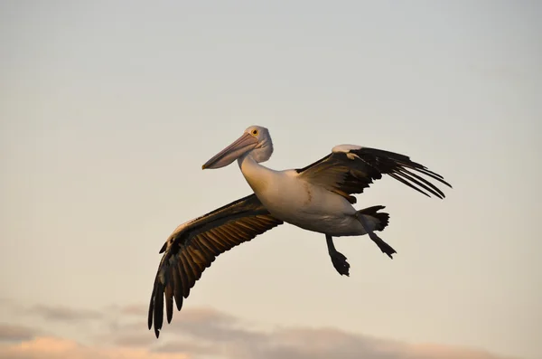 Pelikan fliegt in der Dämmerung — Stockfoto