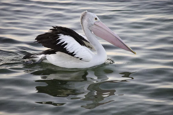 Pelican floating in the gulf of st vincent — стоковое фото