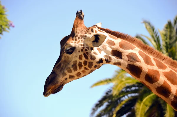 Giraffa da vicino — Foto Stock