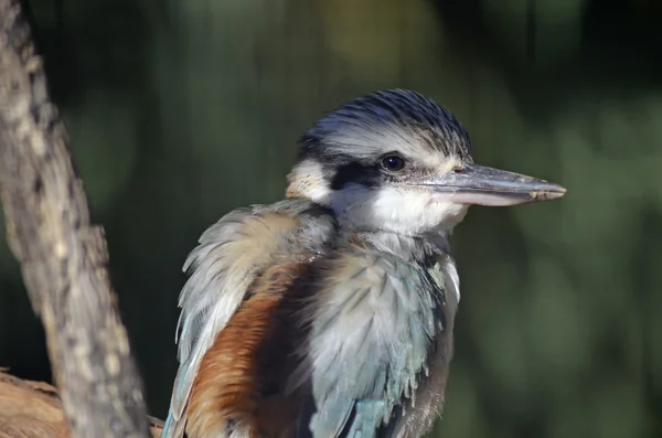 King fisher på nära håll — Stockfoto