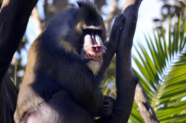 Mandril de perto — Fotografia de Stock