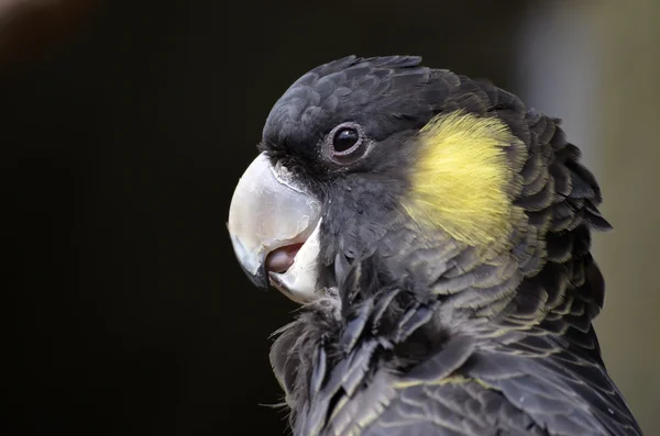 Yellow tailled black cockatoo — Stock Photo, Image