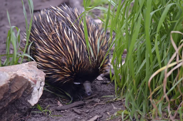 Echidna na grama — Fotografia de Stock