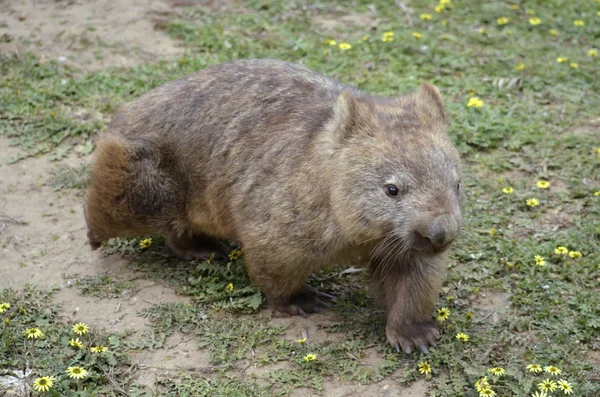 Owłosione wombat nosem — Zdjęcie stockowe