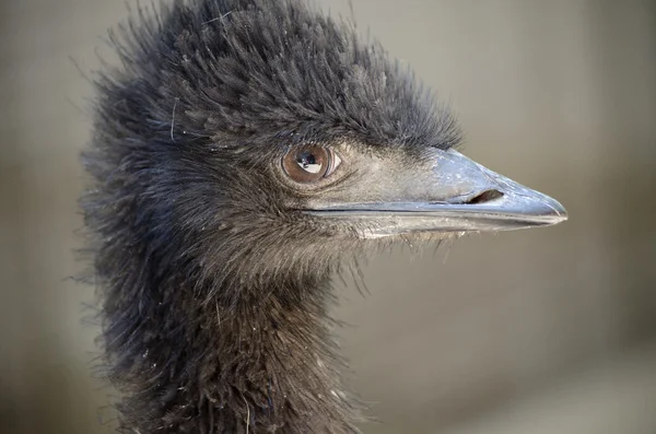 Ausstralian Emu zblízka — Stock fotografie