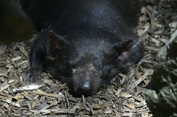 Tasmanian diavolo riposo — Foto Stock