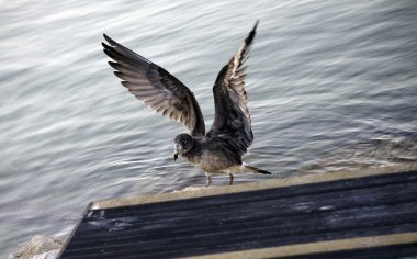 Juvenil Pasifik martı