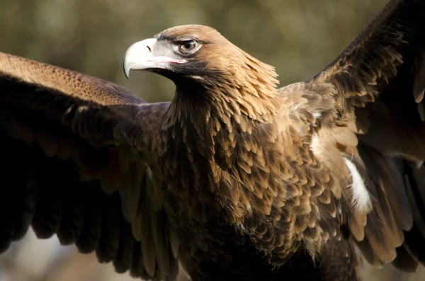 Keilschwanzadler — Stockfoto