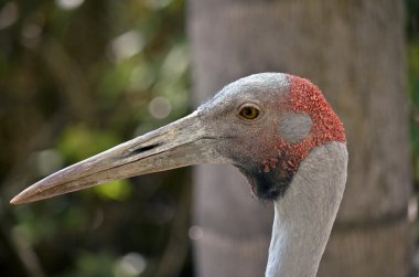 bir brolga yakın çekim