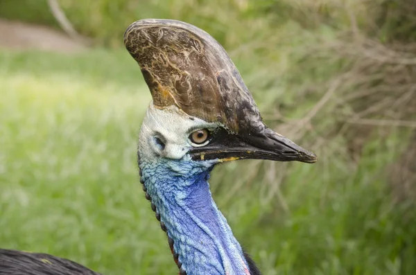 Close up of a young cassowary — Stock Photo, Image