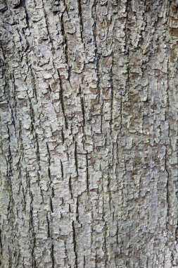 kabuk tilia cordata veya küçük yapraklı linde soyut desen