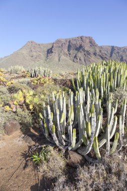 kaktüsler punta de teno Tenerife Kanarya Adası