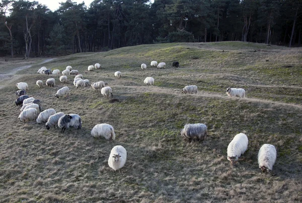 Wypas owiec rogatego na sundown na wrzosowisku w pobliżu Zeist i utrec — Zdjęcie stockowe