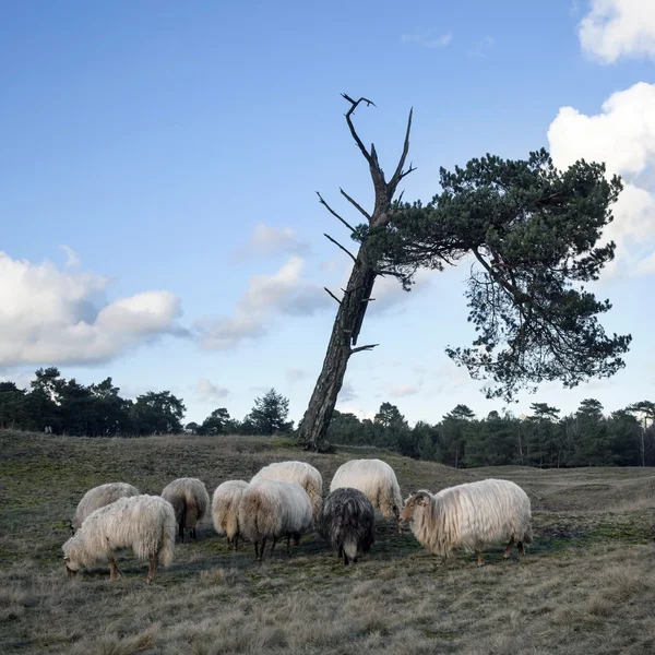 Wypas owiec rogatego na heath w pobliżu Zeist i utrecht w — Zdjęcie stockowe