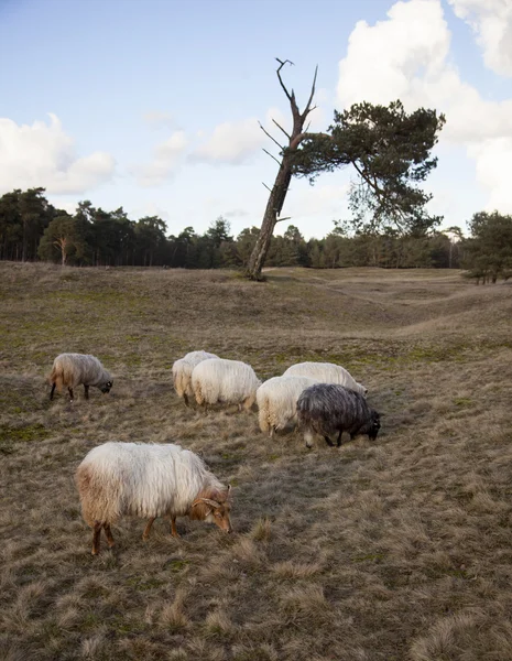 Grazende gehoornde schapen op de hei in de buurt van Zeist en utrecht in de n — Stockfoto