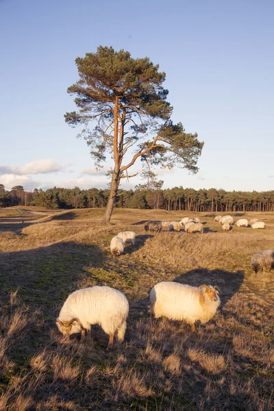 Kudde schapen op de hei in de buurt van Zeist en utrecht in de netherl — Stockfoto