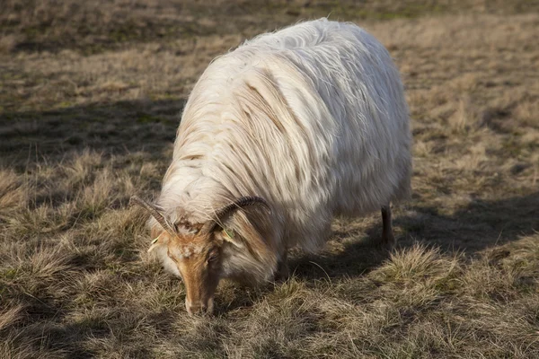 Pastando ovejas con cuernos en el páramo cerca de Zeist y utrecht en el n — Foto de Stock