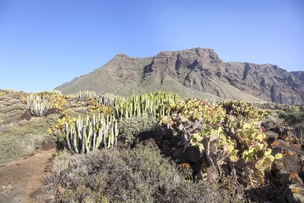 Cacti em punta de teno na ilha canária de tenerife — Fotografia de Stock