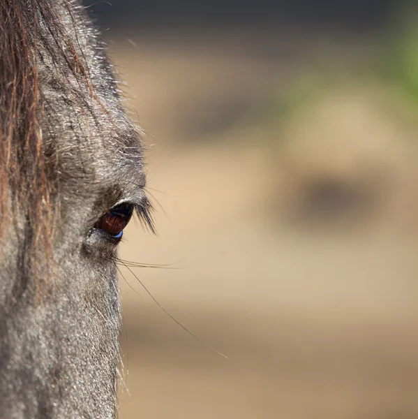 Auge des dunklen alten Pferdes mit grauen Haaren — Stockfoto