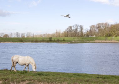 beyaz at üzerinde Nehri'nin setin grazes Ren wijk bij du yakınındaki