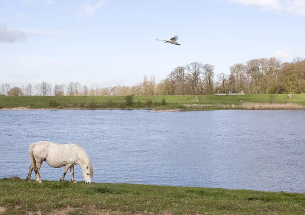 Witte paard graast op de dijk van de rivier de Rijn nabij wijk bij du — Stockfoto