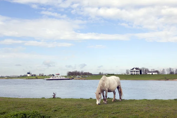 Beyaz atın grazes feribot Nehri yakınındaki Ren Hollanda'da — Stok fotoğraf