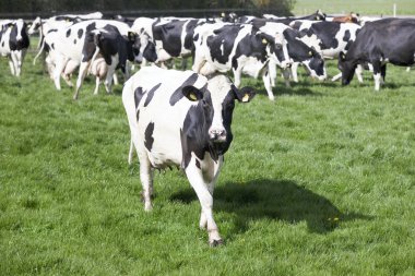 siyah ve beyaz inekler alanında ilk günü Hollanda çayırda